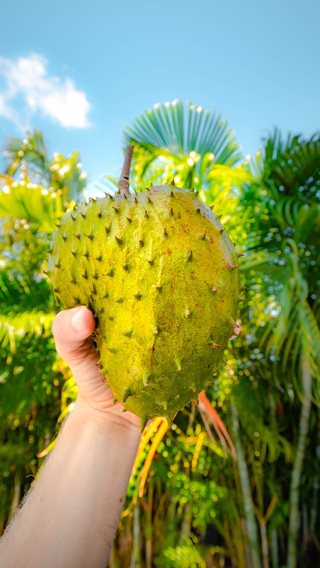 What is a Soursop?